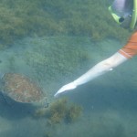 Le touché de tortue